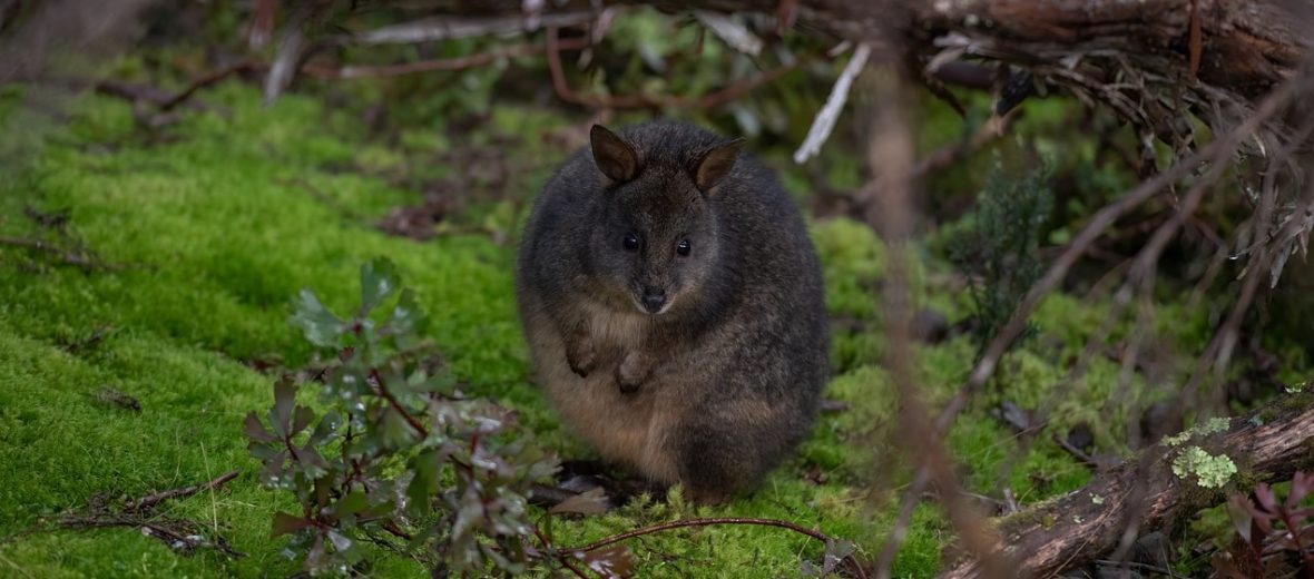 Tasmanian pademelon