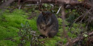 Tasmanian pademelon