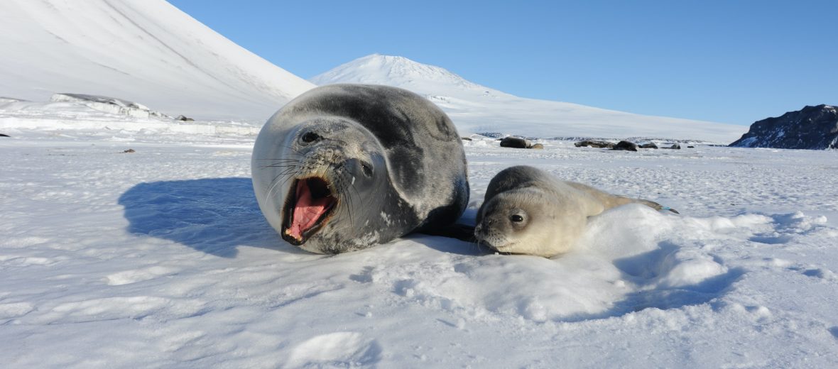 Weddell seal