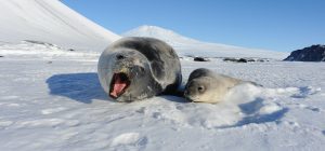 Weddell seal