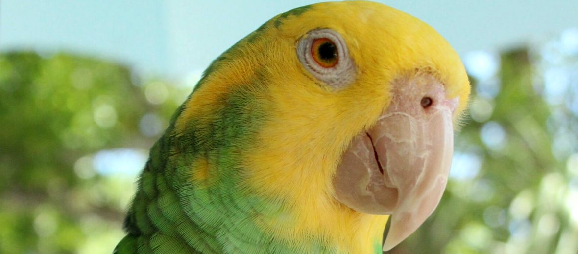 yellow-headed Amazon