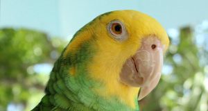 yellow-headed Amazon