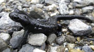 alpine salamander