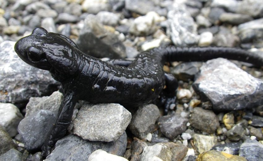 alpine salamander