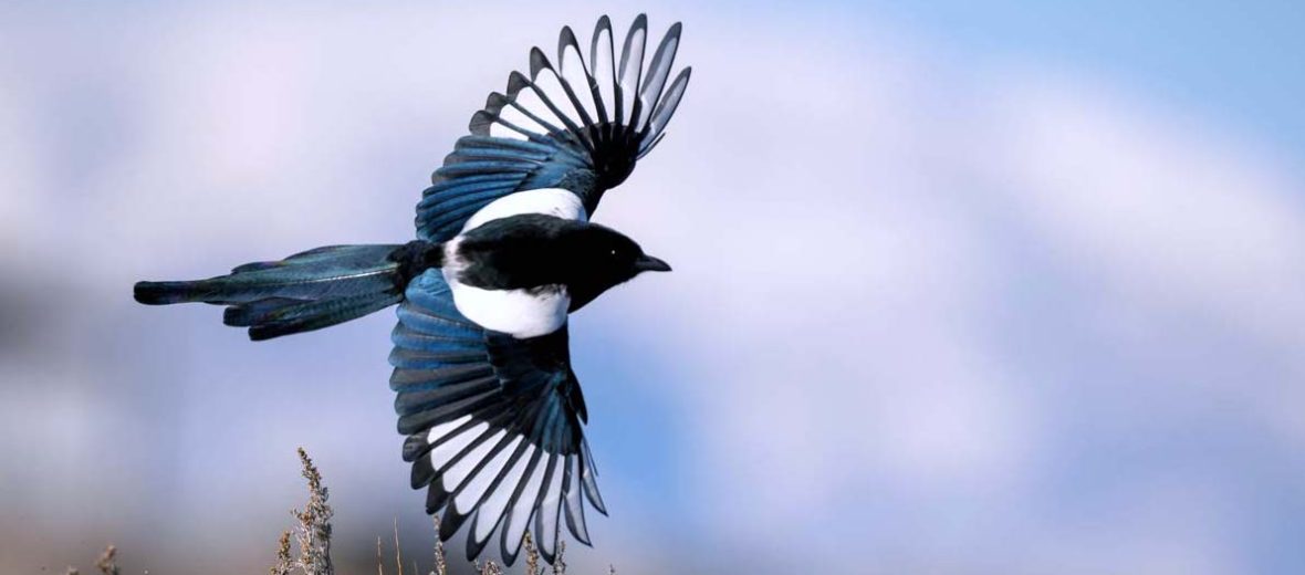 black-billed magpie