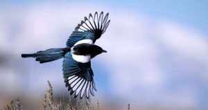 black-billed magpie