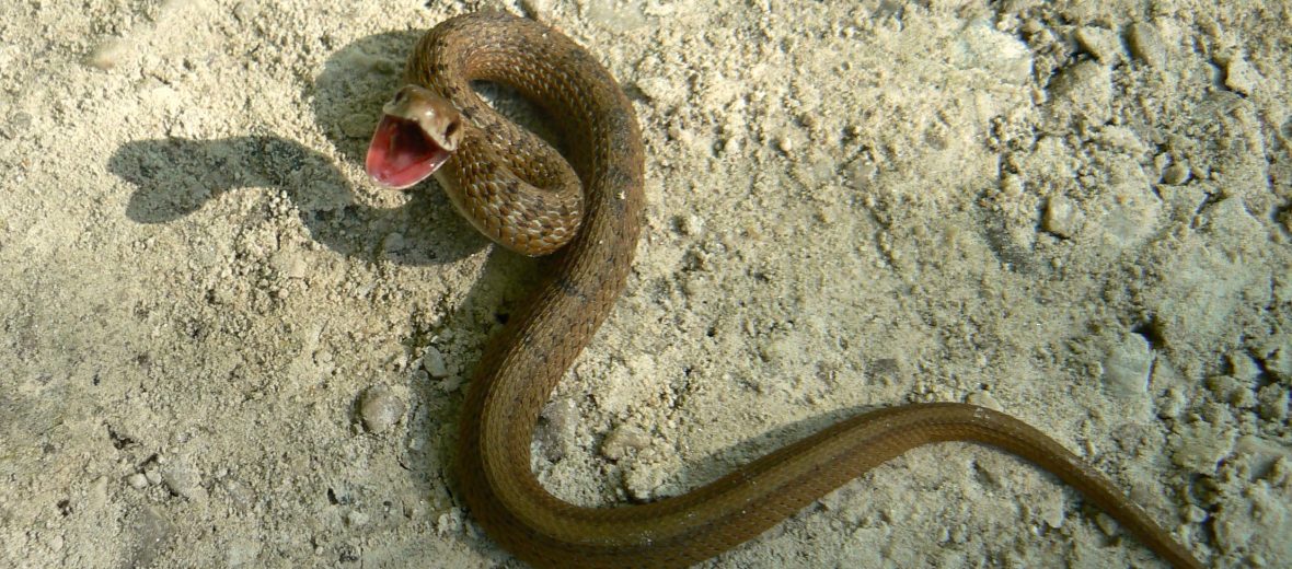 dekay's brown snake