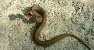 dekay's brown snake