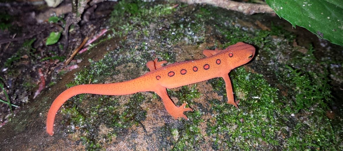 eastern newt