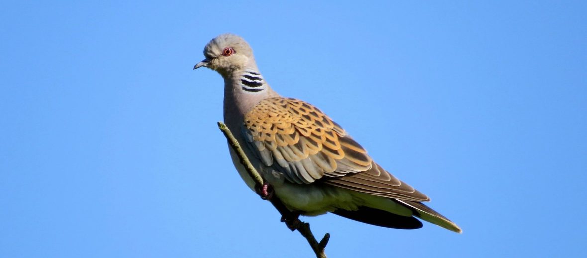 European turtle dove