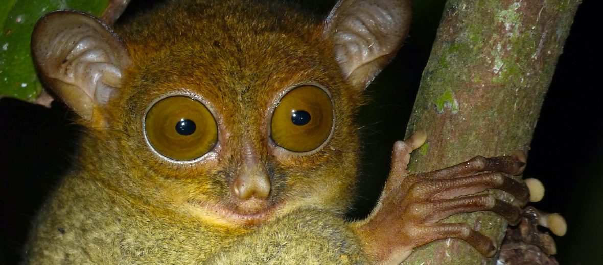 horsfield's tarsier