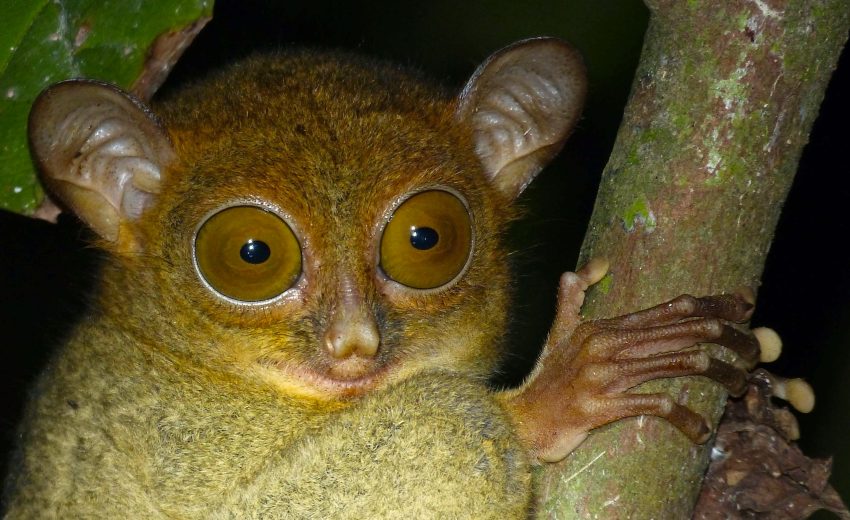 horsfield's tarsier