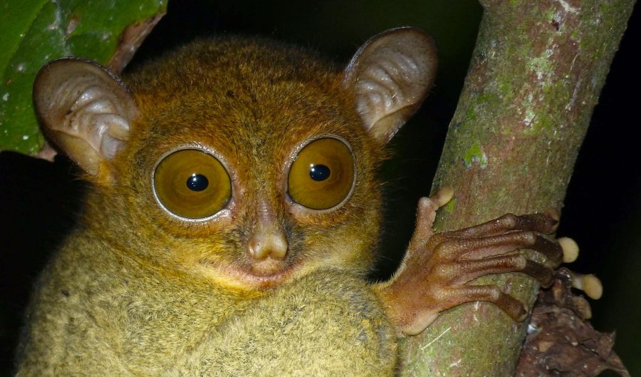The Horsfield's Tarsier Critter Science