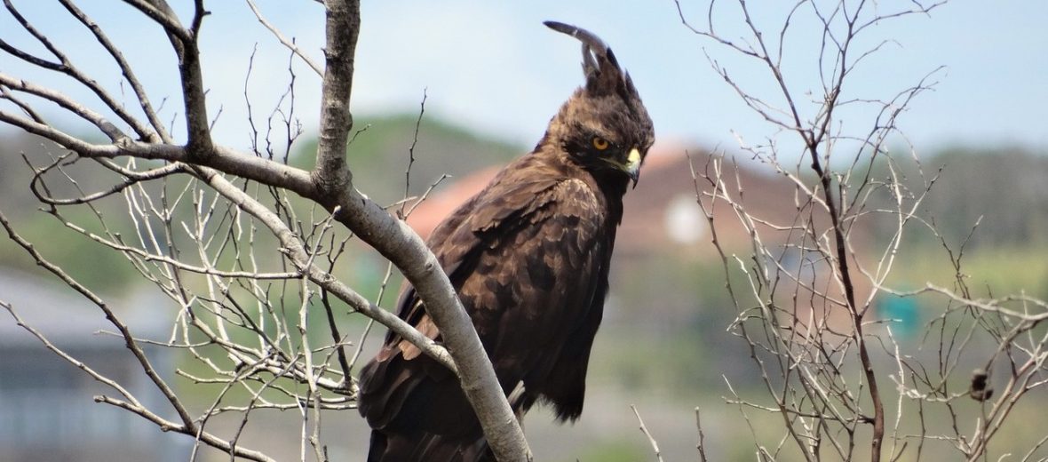 long-crested eagle