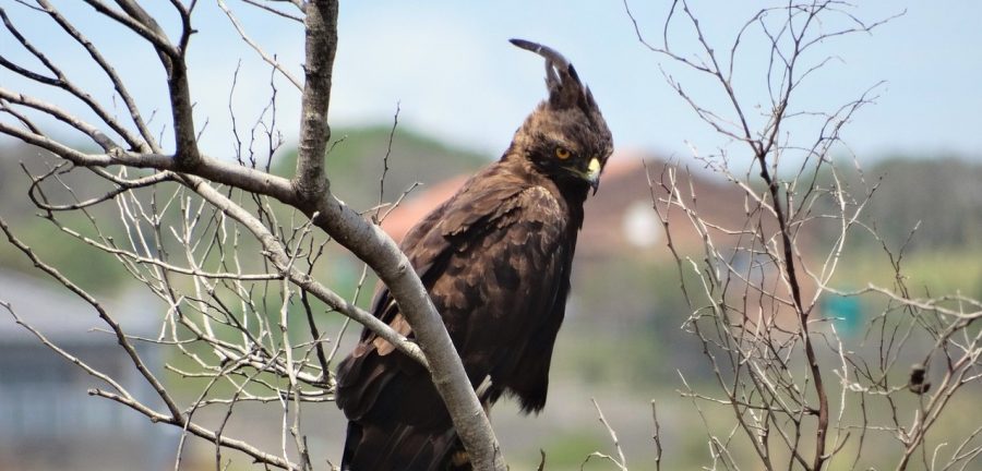 The Long-Crested Eagle | Critter Science