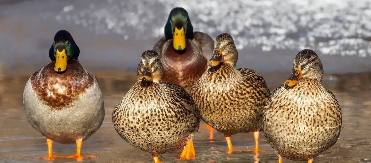 The Mallard Duck Critter Science