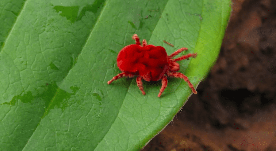 The Tiny and Successful Mite | Critter Science