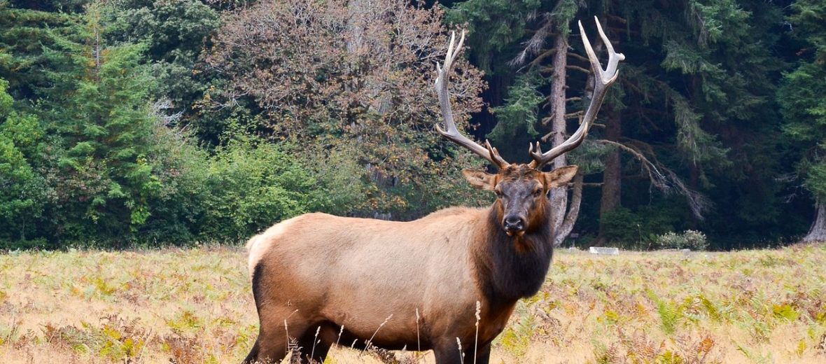 North American elk