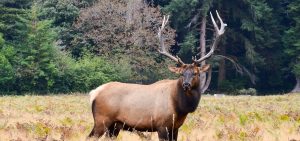 North American elk