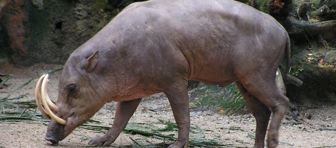 Sulawesi babirusa