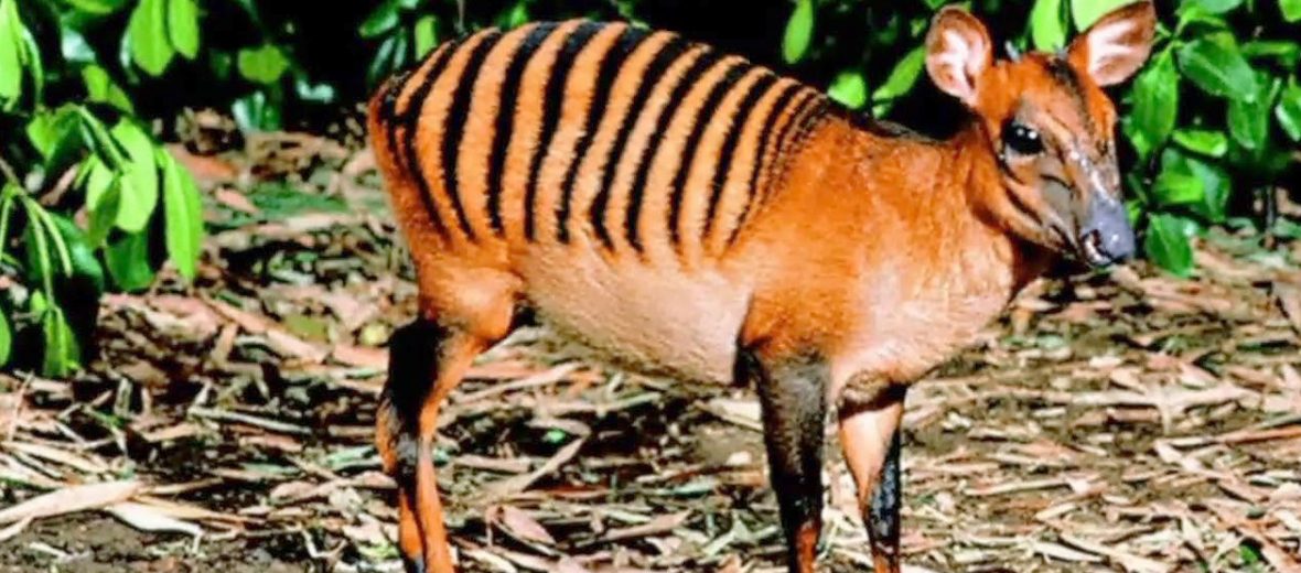 zebra duiker