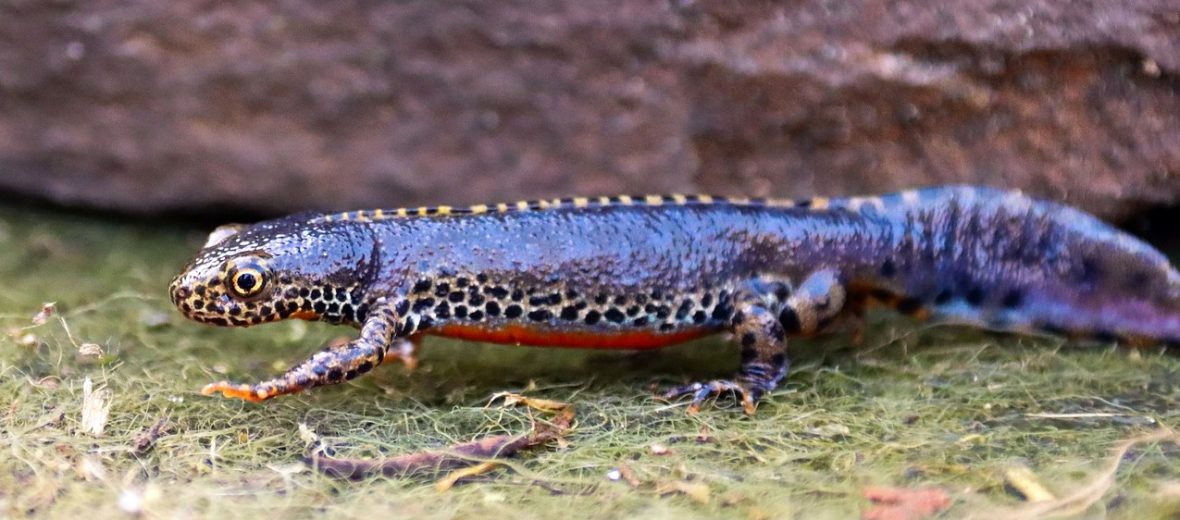 alpine newt