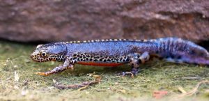 alpine newt