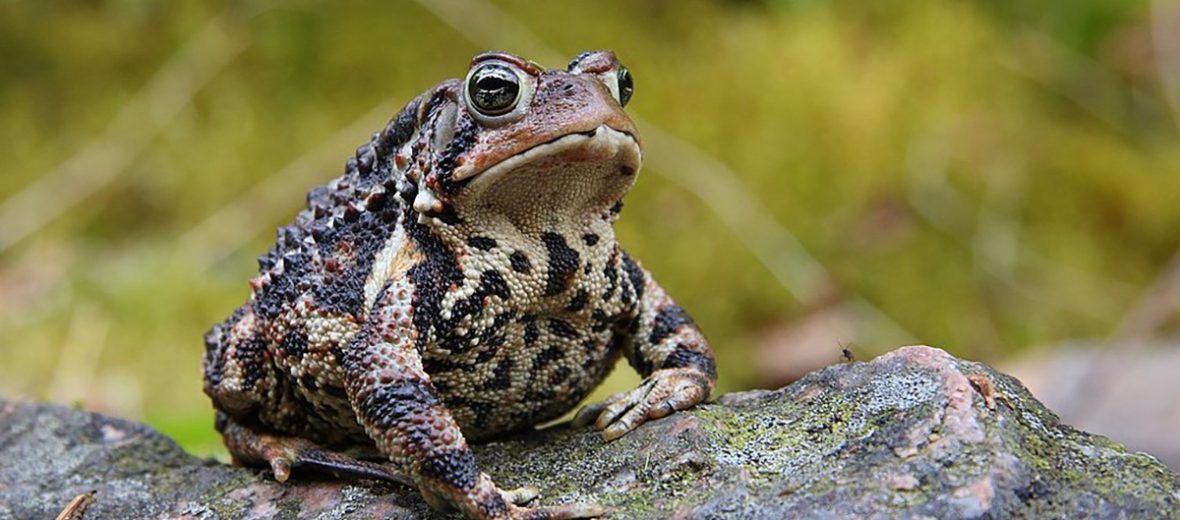 American toad