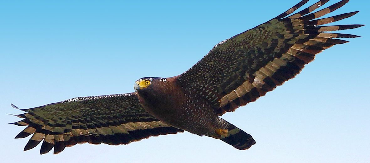 crested serpent eagle