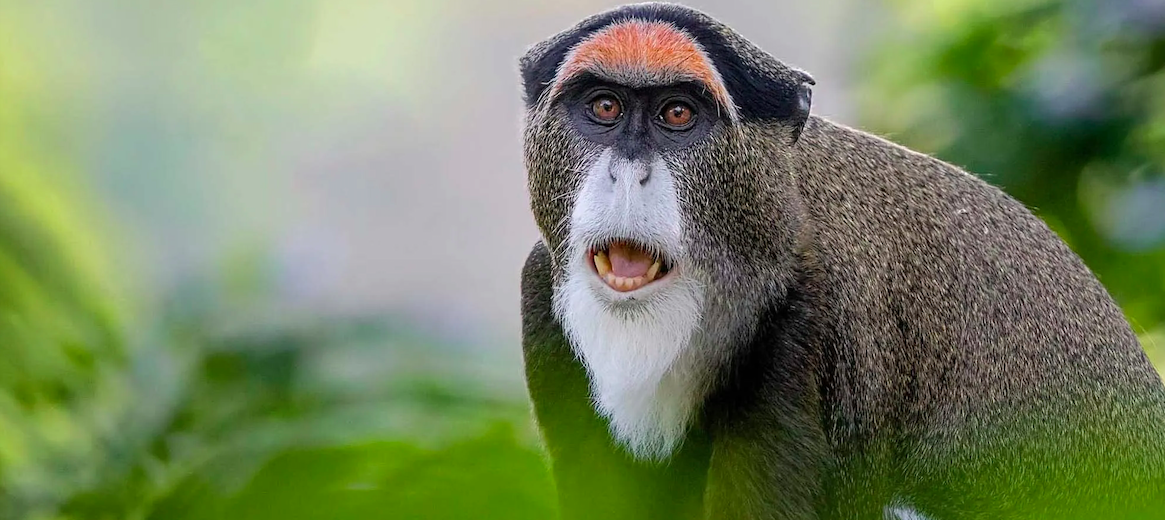 De Brazza's monkey