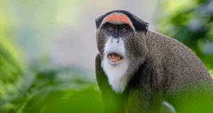 De Brazza's monkey