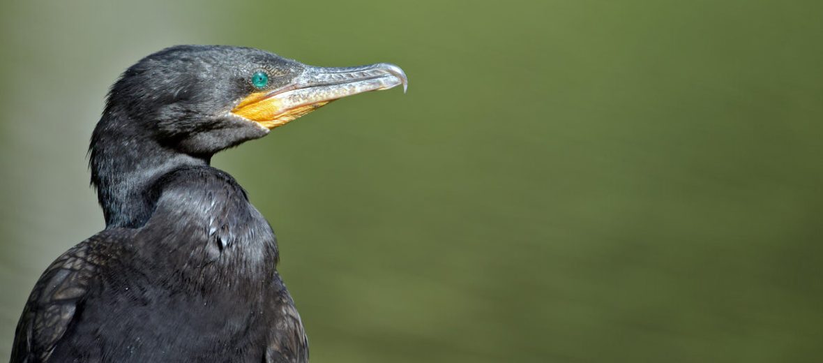 flightless cormorant