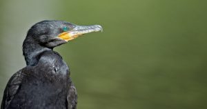 flightless cormorant