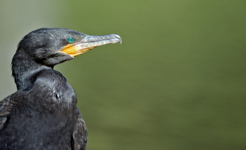 flightless cormorant