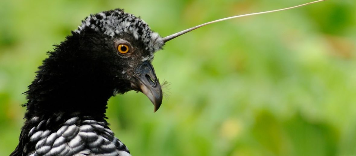 horned screamer