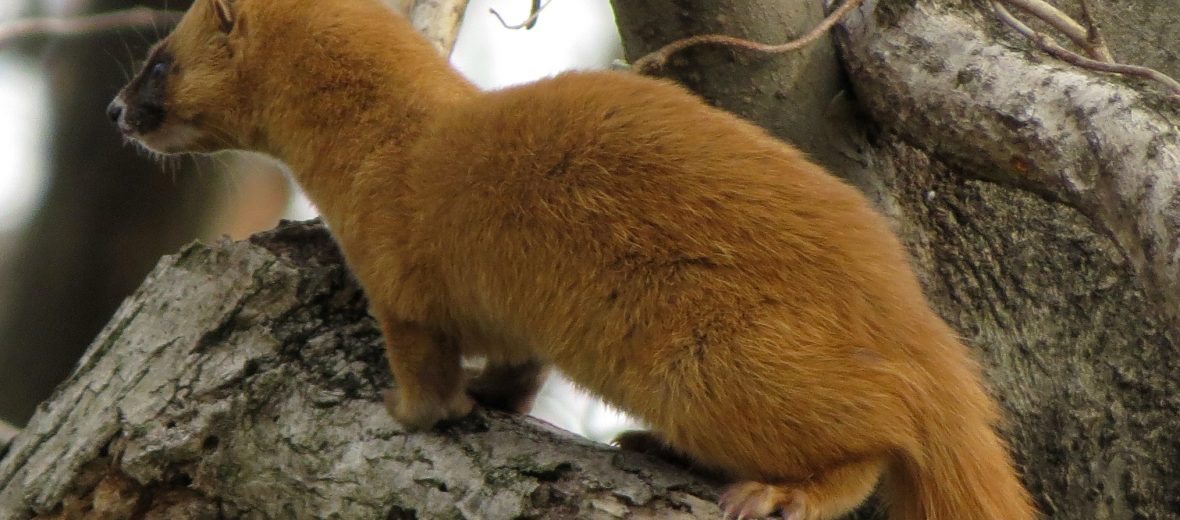 Japanese weasel