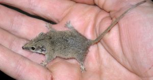 long-tailed planigale