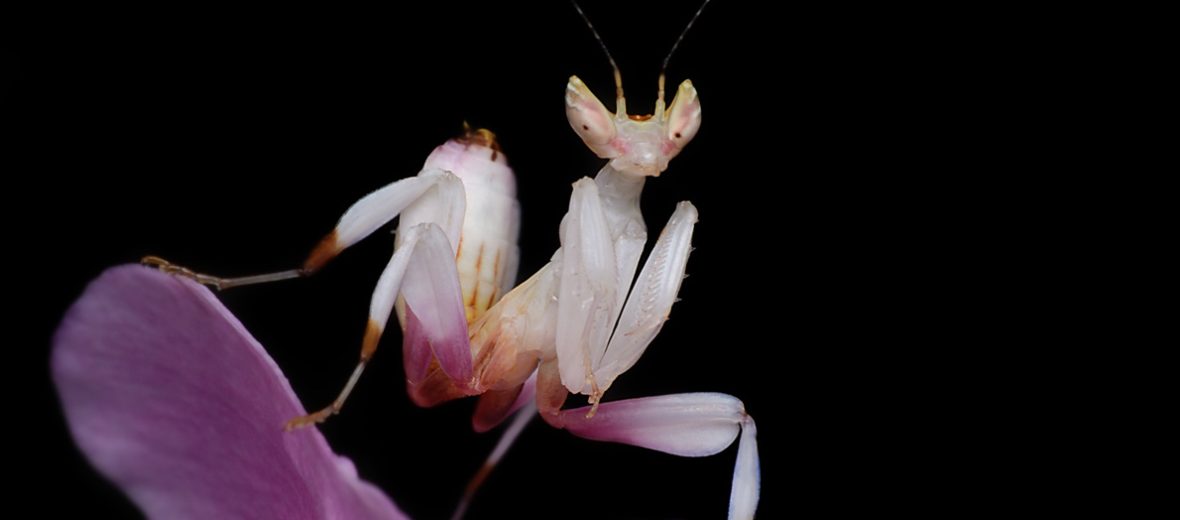 orchid mantis