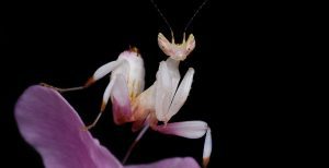 orchid mantis