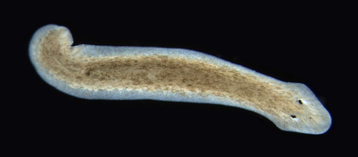 planarian