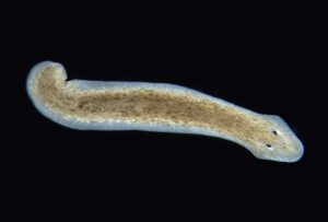 planarian