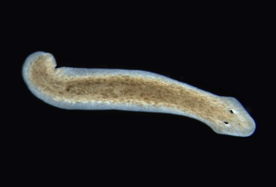The Amazing Planarian Critter Science