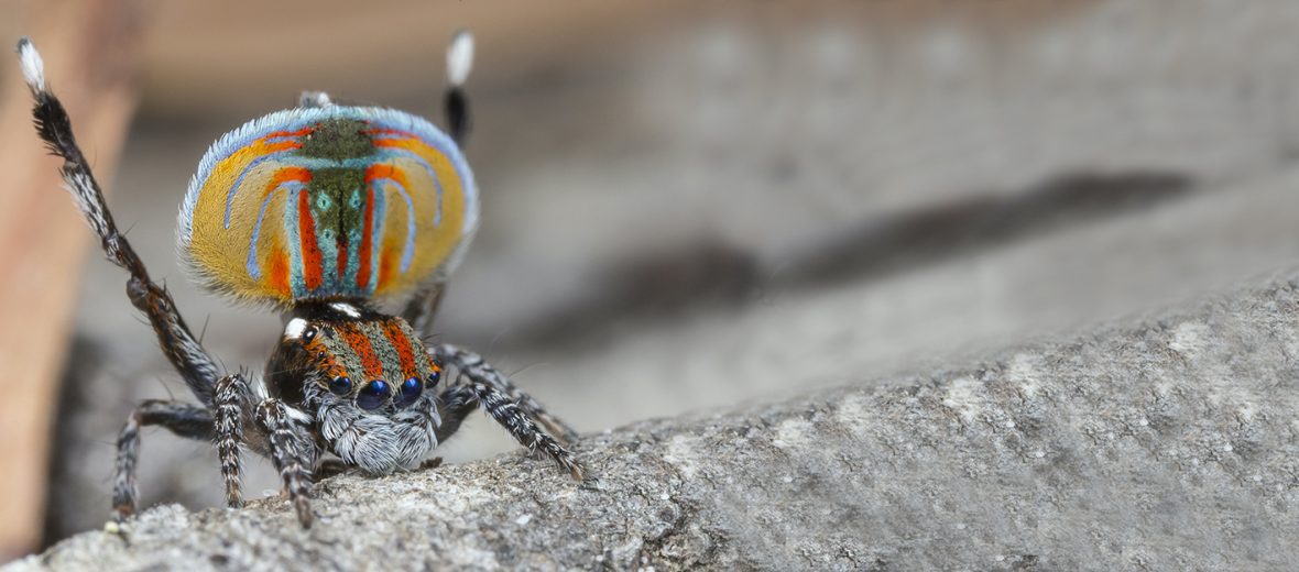 Scientists Trained a Spider to Jump on Command