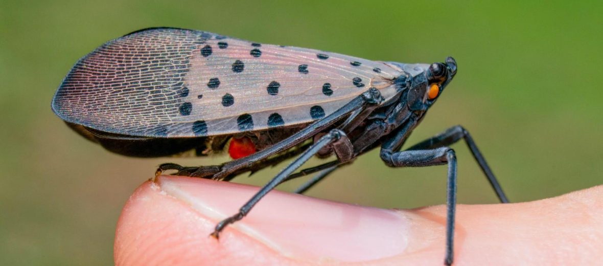 spotted lanterfly