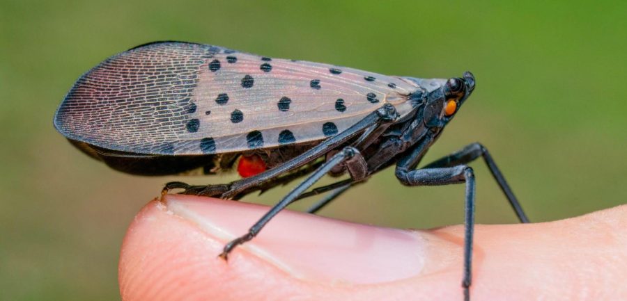 The Spotted Lanternfly 