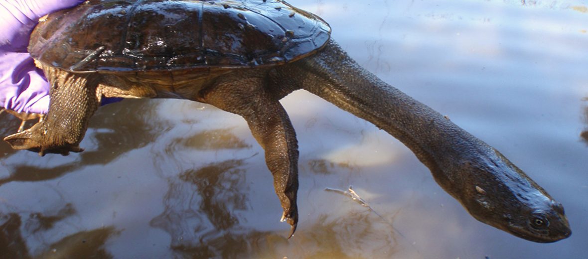 snake-necked turtle