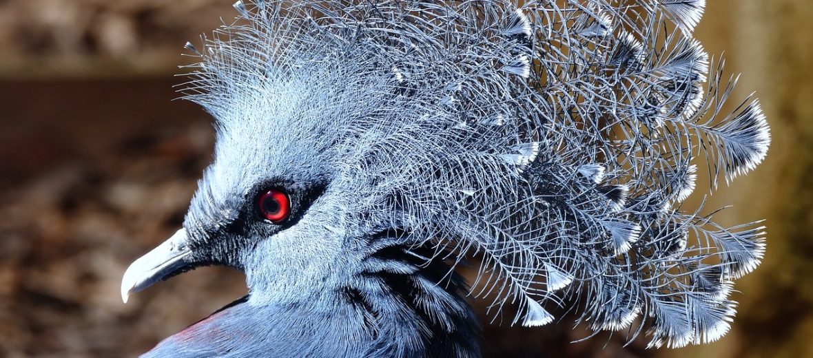 Victoria crowned pigeon