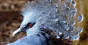 Victoria crowned pigeon