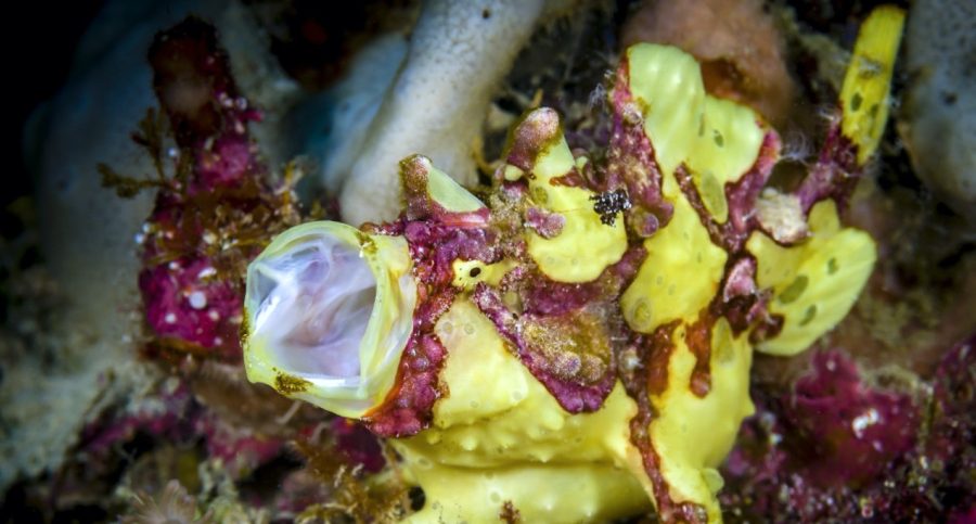 The Warty Frogfish Critter Science