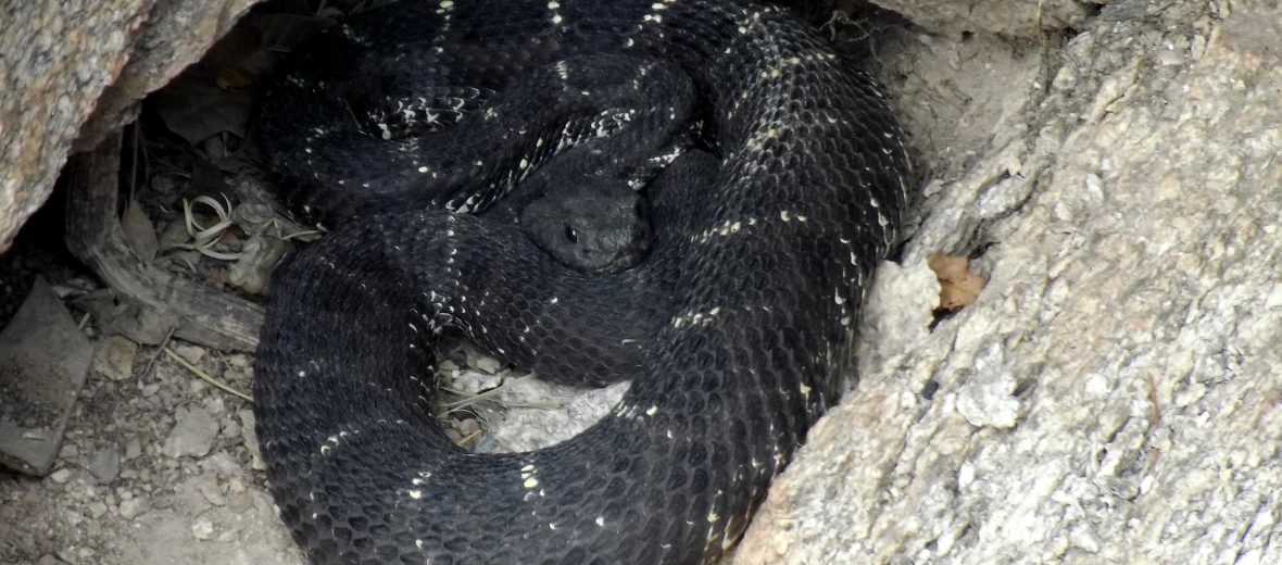 Arizona black rattlesnake